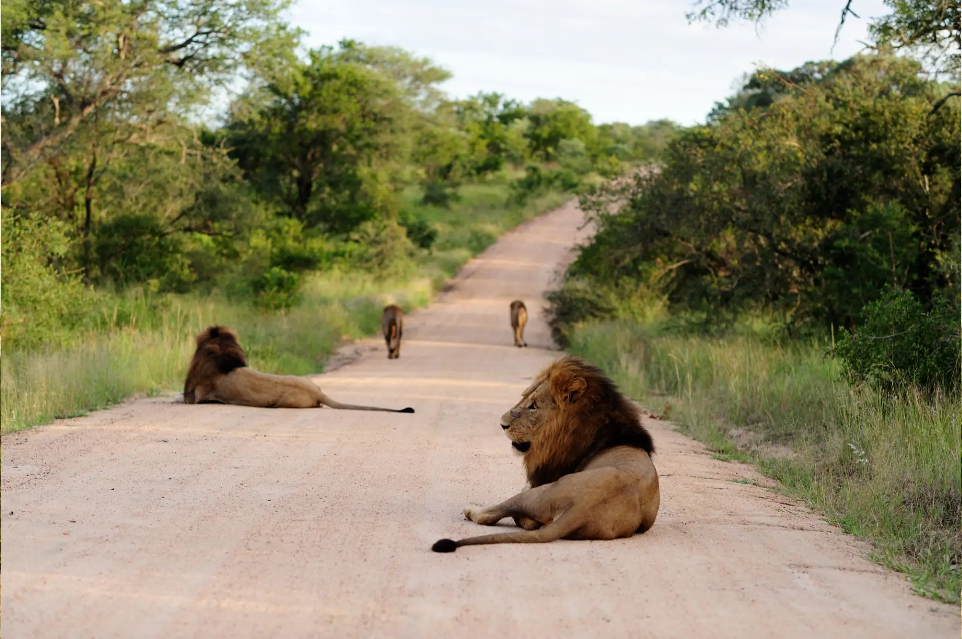 Safari Guide explaining wildlife in Maasai Mara